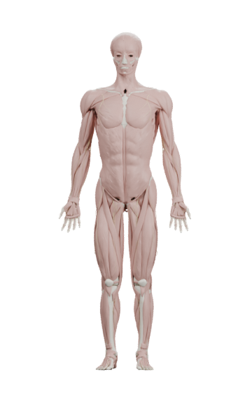 人体の3Dモデル